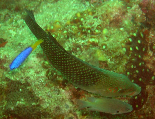 Hemigymnus melapterus 00234.JPG